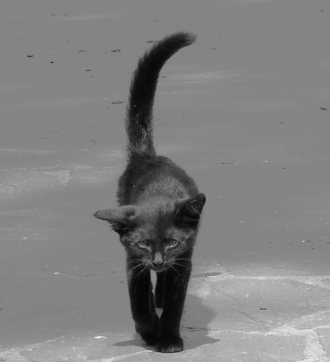Кот ушел из дома весной. Кот уходит. Уходящая кошка. Черная кошка уходит. Кот уходит фото.