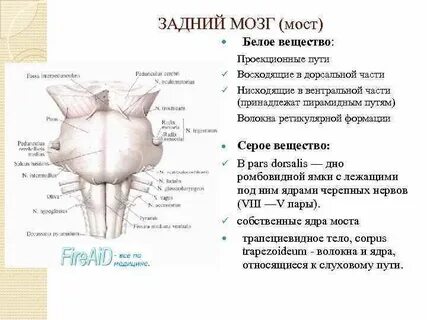 Отделы серого вещества мозга
