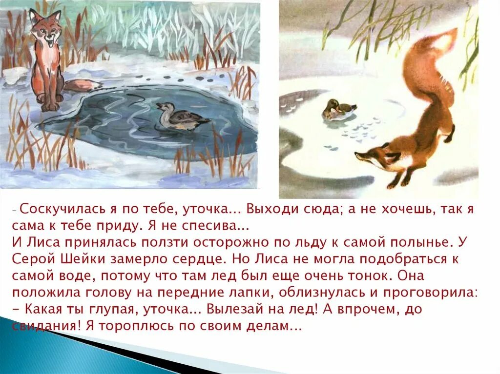 У серой шейки замерло сердце. Лиса принялась осторожно ползти к полынье по льду. Серая шейка в полынье. Лиса не могла подобраться к воде. Серая шейка лиса принялась осторожно ползти к полынье.