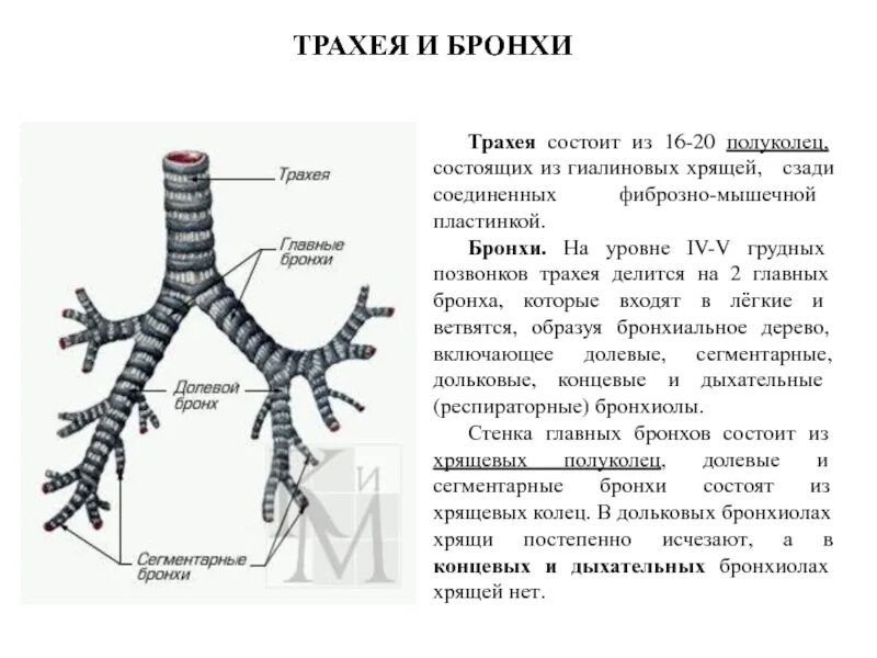 Трахея бифуркация трахеи бронхи. Трахея соединяется. Трахея без надписей. Какие из представленных животных имеют трахеи?. Трахея топография строение функции.