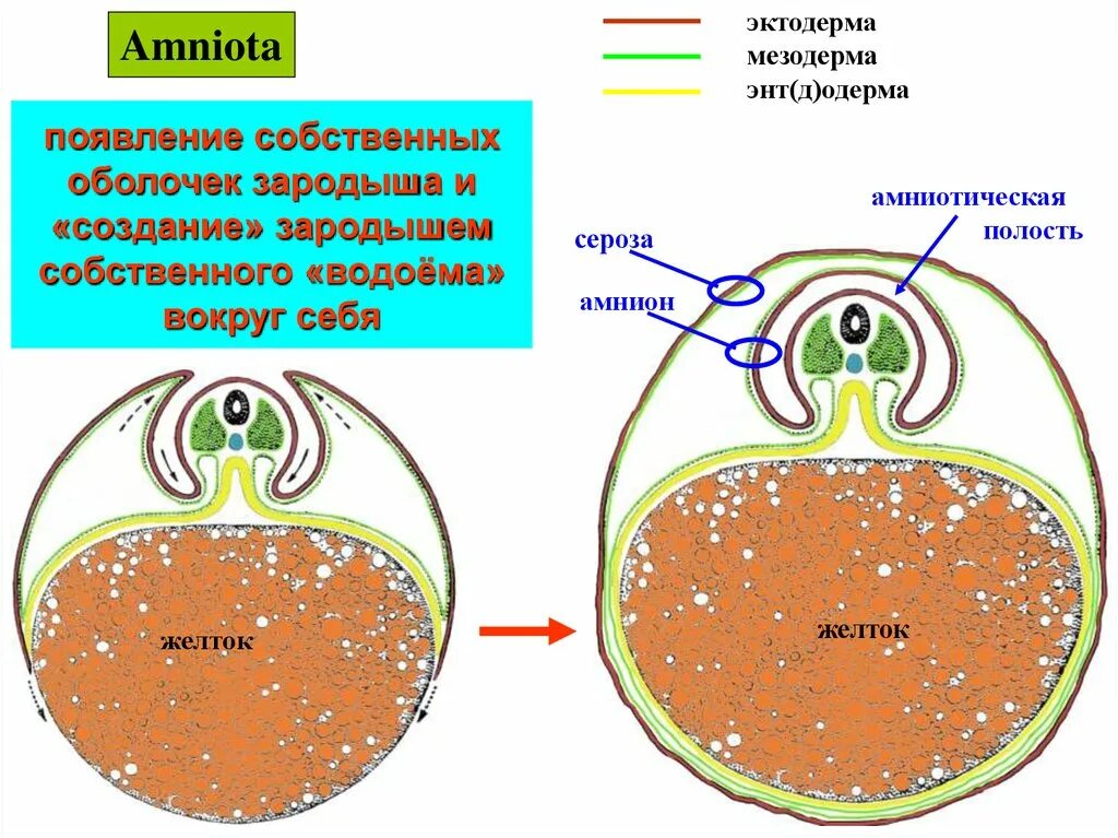 Появление яйцевых оболочек. Анамнии зародышевые оболочки. Строение яйца амниот. Анамнии строение. Оболочки зародыша амниот и их функции.