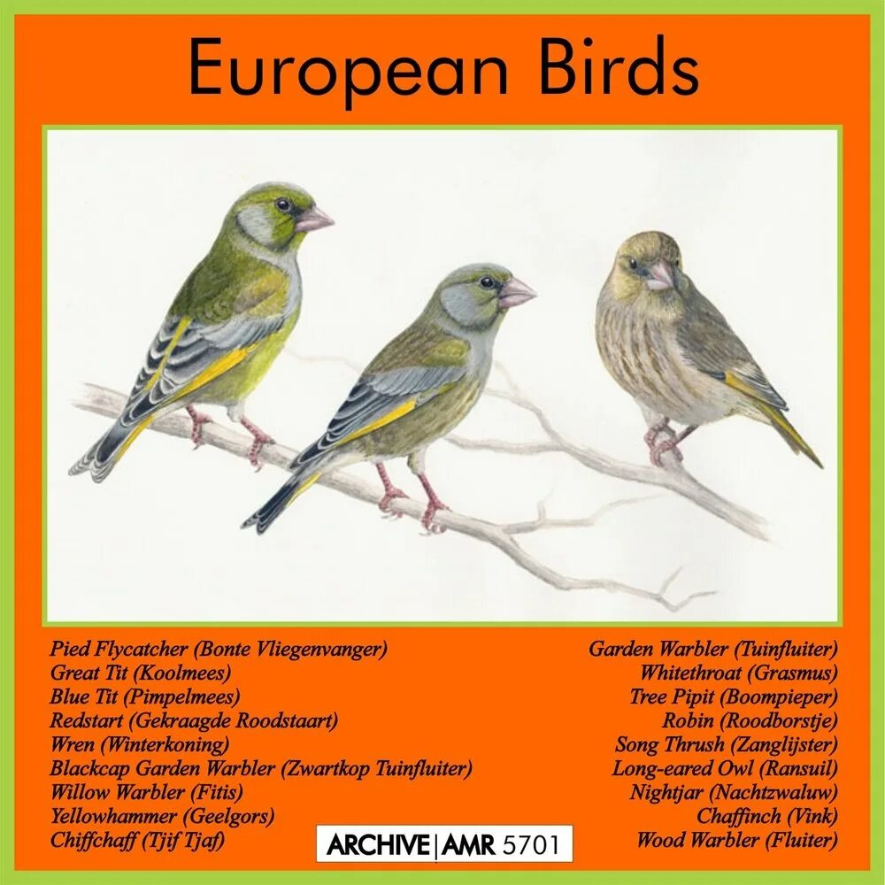 Песня последней птицы. European Birds. Песня Bird. Listen Birds. Последняя песнь птицы.