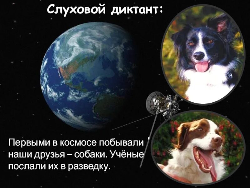 Первыми в космосе побывали наши друзья. Клички собак побывавших в космосе. Имя первой собаки в космосе. Первые собаки побывавшие в космосе. Животные которые побывали в космосе.