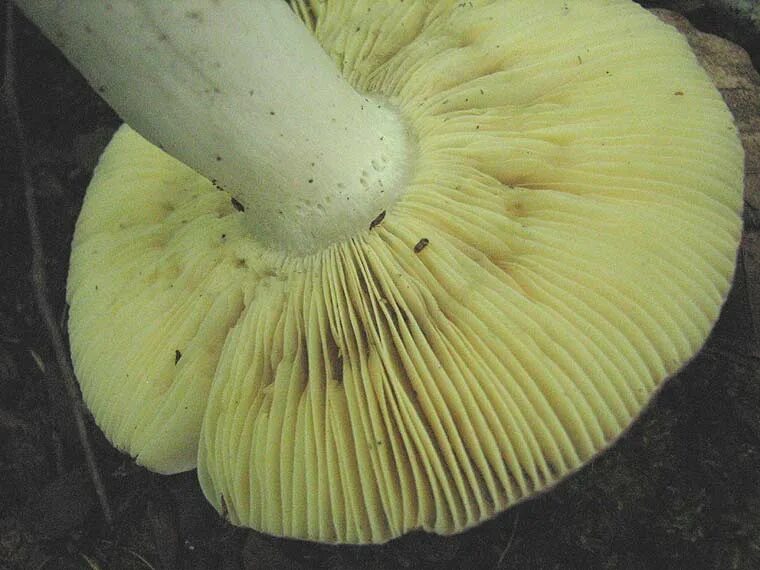 Сыроежка трубчатый или. Сыроежка съедобная (Russula vesca).. Сыроежка желчная съедобная. Russula vesca – сыроежка пищевая. Сыроежка желчная.