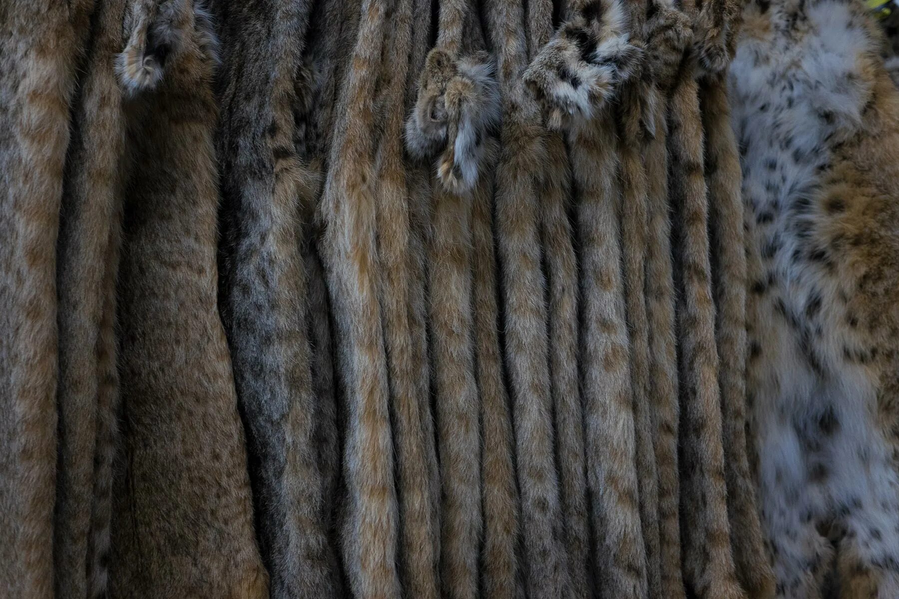 For their fur. Искусственный мех рыси Blumarine. Lynx fur Coat. Искусственный мех Рысь. Шкура рыси.