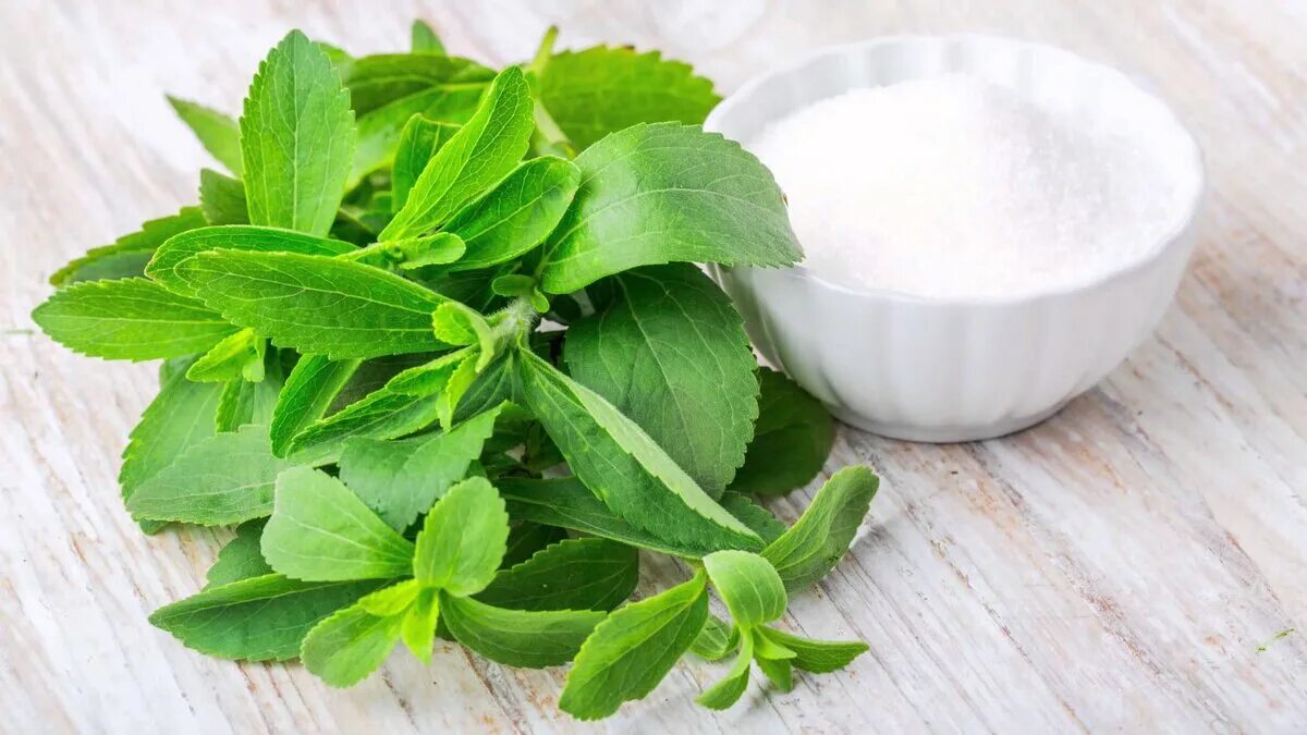 Стевия усимлиги. Stevia rebaudiana. Стевия медовая. Сладкое растение стевия.