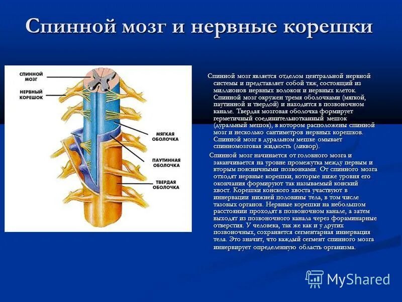 Спинной мозг входит в состав нервной системы. Спинной мозг без нервных Корешков. Строение нервов спинного мозга. За что отвечают передние и задние корешки спинного мозга. Спинной мозг передний КОРОШКОВ.