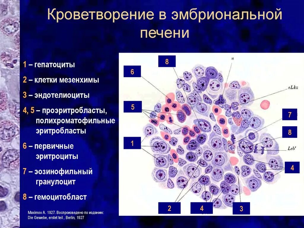 Какие клетки в печени