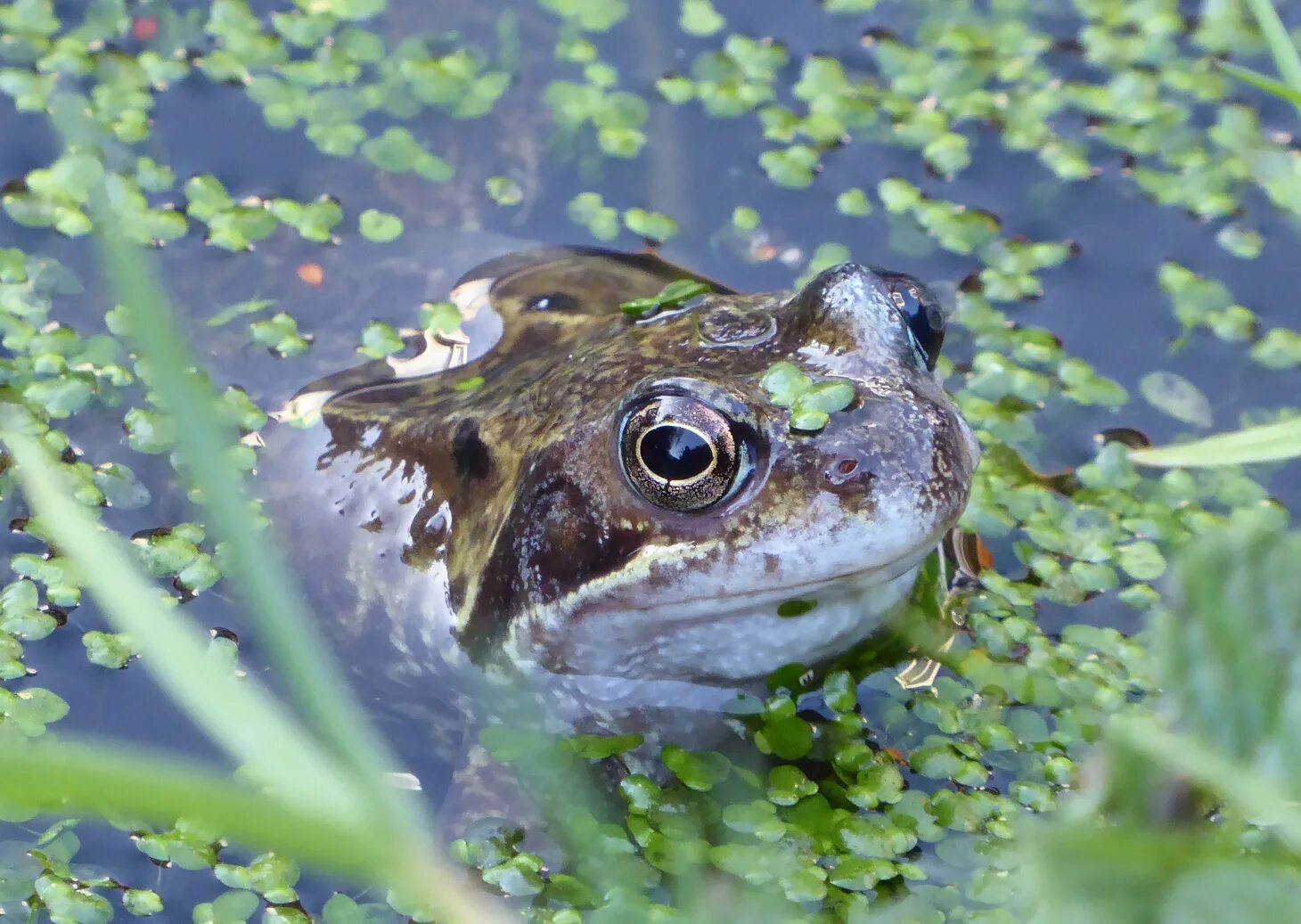 Таймер лягушка. Goblincore эстетика жабки. Растения goblincore. Хоккайдская лягушка. Frog time.