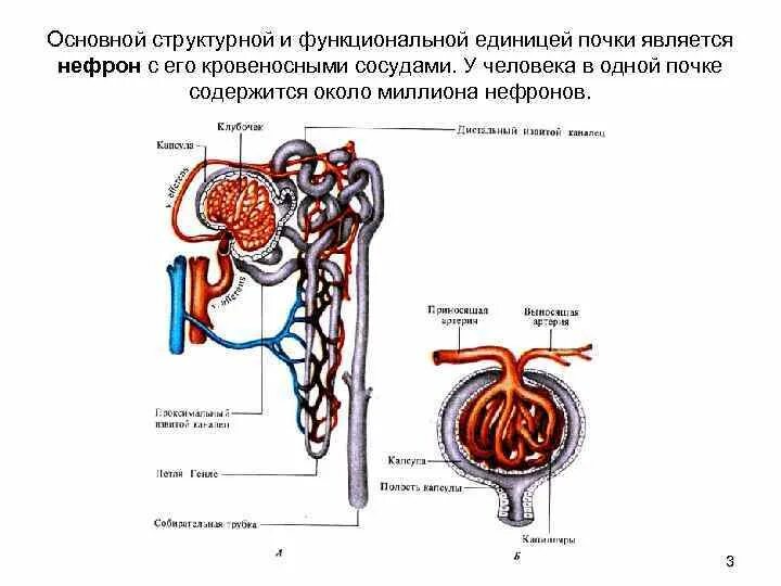 Нефрон физиология. Структура функциональной единицы почки. Схема строения и кровоснабжения нефрона. Функциональная единица почек нефрон рисунок. Структурная функциональная единица почки называется