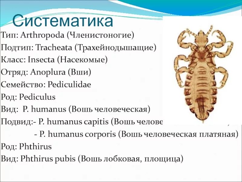 К какому классу относится вошь. Отряд вши систематика. систематика блохи человеческой. блохи систематическое положение. головная вошь тип класс.