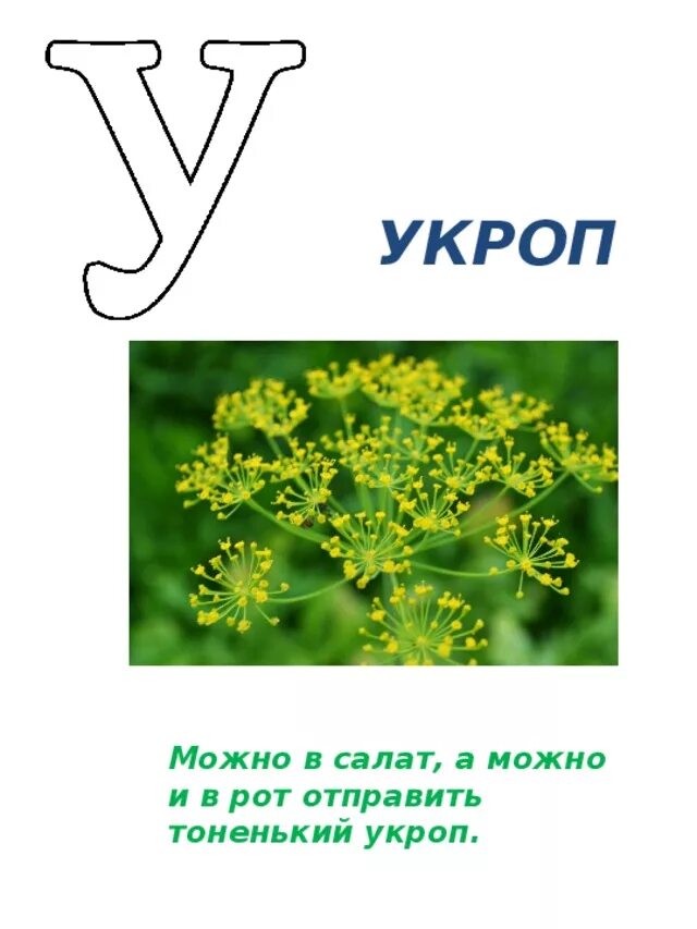 Растения на букву а. Загадки о цветах по алфавиту. Загадки про растения по алфавиту. Проект Азбука цветов. Слова из слова укроп