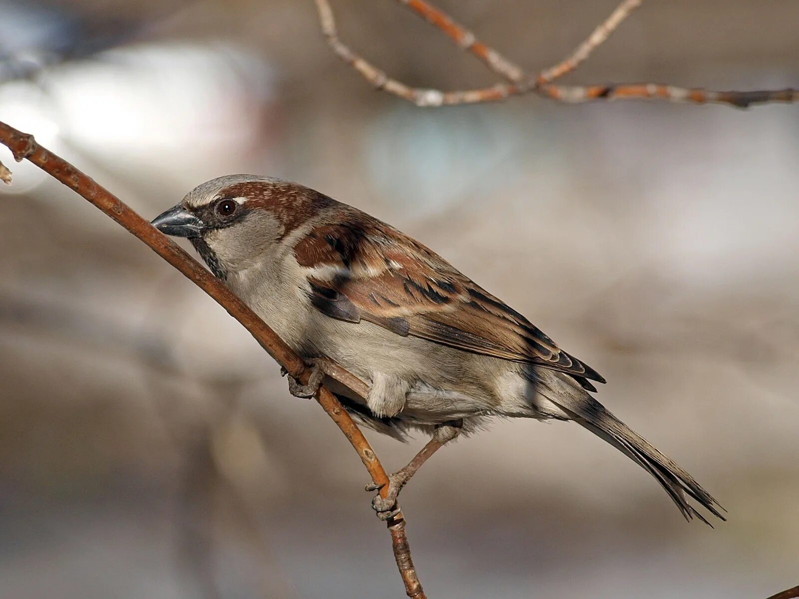 Passer domesticus). домовой воробей фото. домовой воробей птица. домовый воробей птица года 2022. домовый воробей птицы.