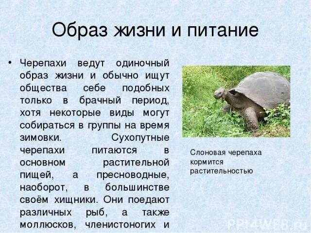 Образ жизни черепах. Образ жизни черепахи. Образ жизни и питание черепах. Образ жизни черепахи кратко. Отряд черепахи образ жизни.