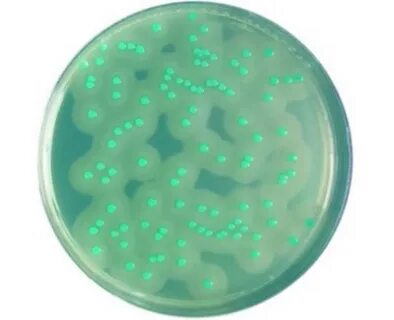 Методы выявления бактерий listeria monocytogenes