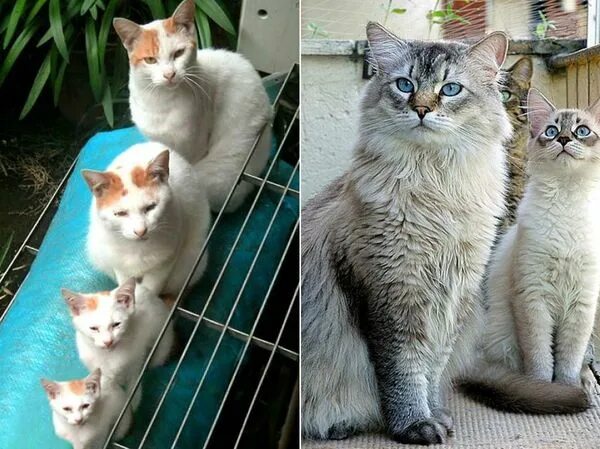 Кошки родители. Дубликат Cat.