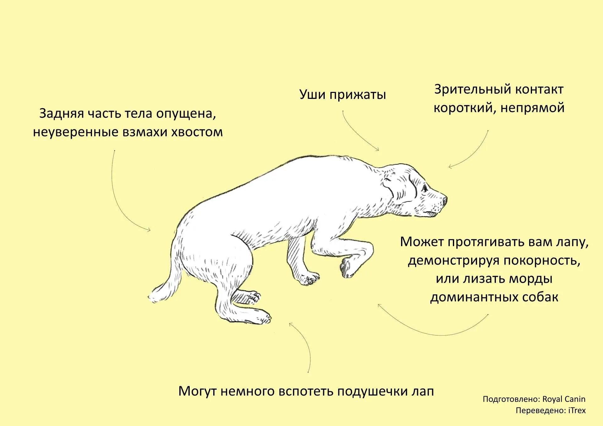 Как понять что у собаки проблемы. Положение тела собаки. о чем говорят позы собаки. язык тела собаки. поза щенка.