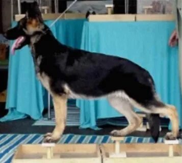 Стейкинг dogs