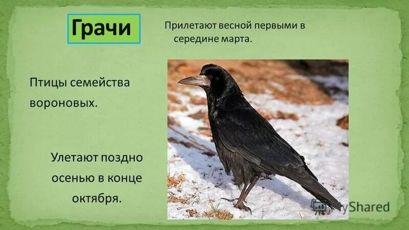 Грач семейство вороновых. Птицы вестники весны. Грачи первые вестники весны. Птицы семейства вороновых. Какие птицы прилетают в наши края первыми