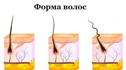 Какая ткань формирует волоски