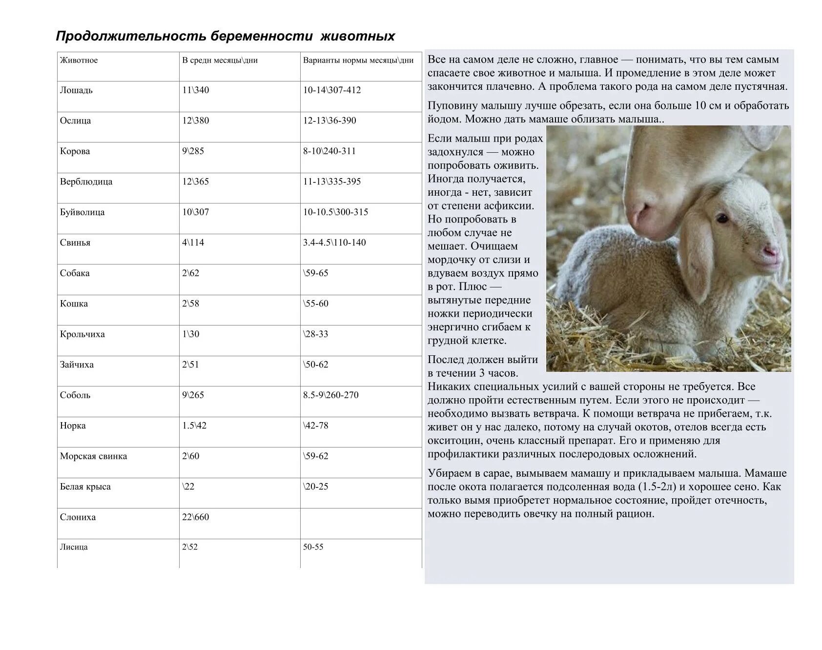 Таблица окотов коз и покрытий. Продолжительность беременности у животных. Таблица окота овец. Календарь беременности животных.