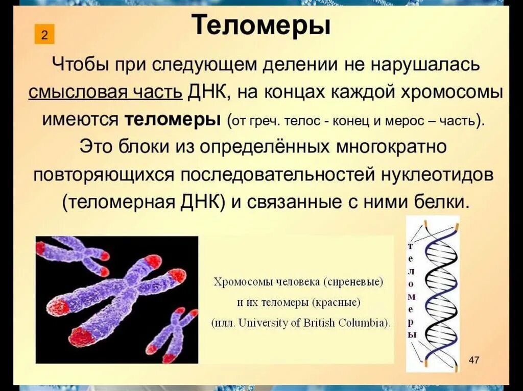 Строение хромосомы теломеры. Хромосома строение теломер. Теломеры ДНК. Теломеры – это участки хромосом. Гены в хромосоме образуют группу