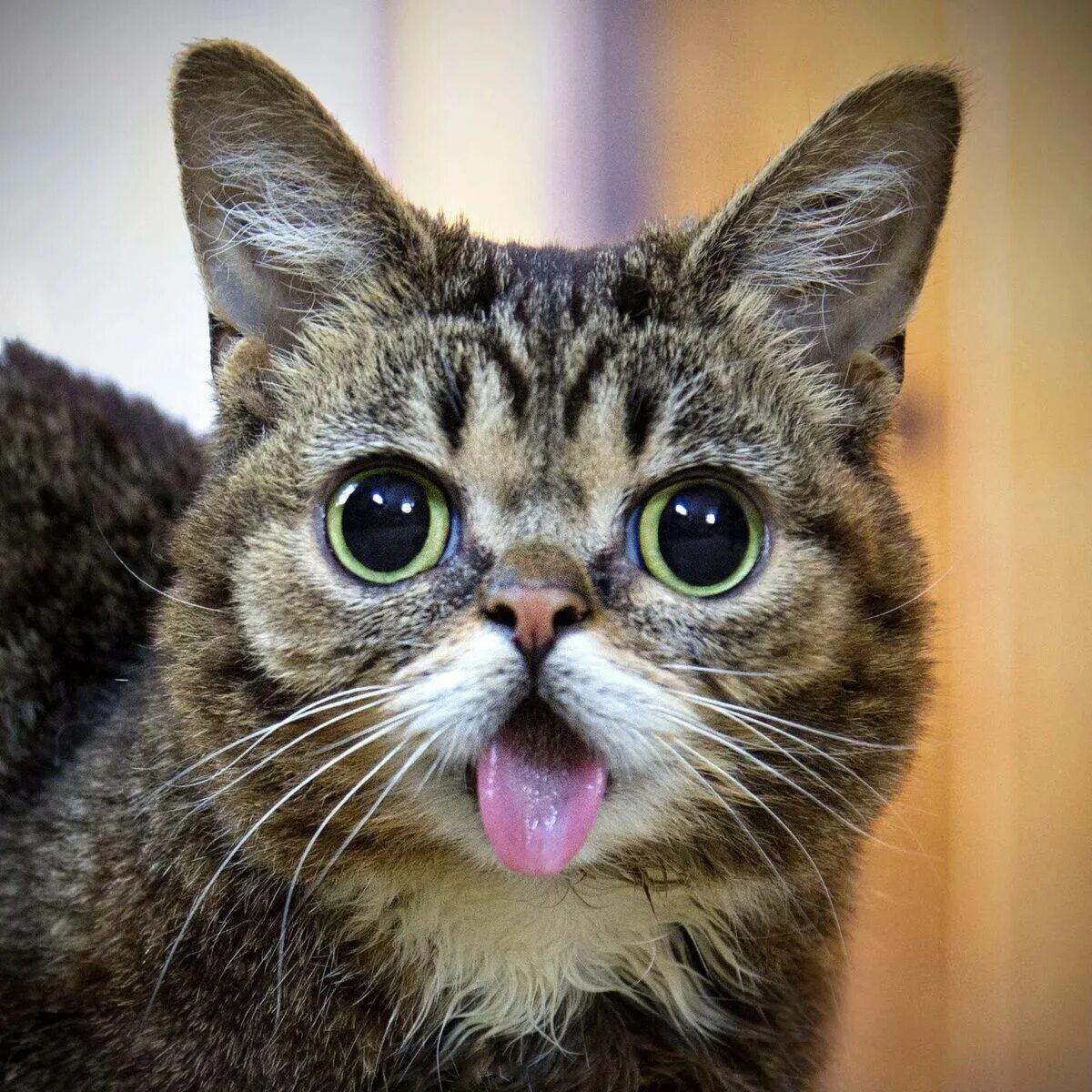 Котики смешные. Удивленный кот. Кошка с высунутым языком. К от с вытинутым языком.
