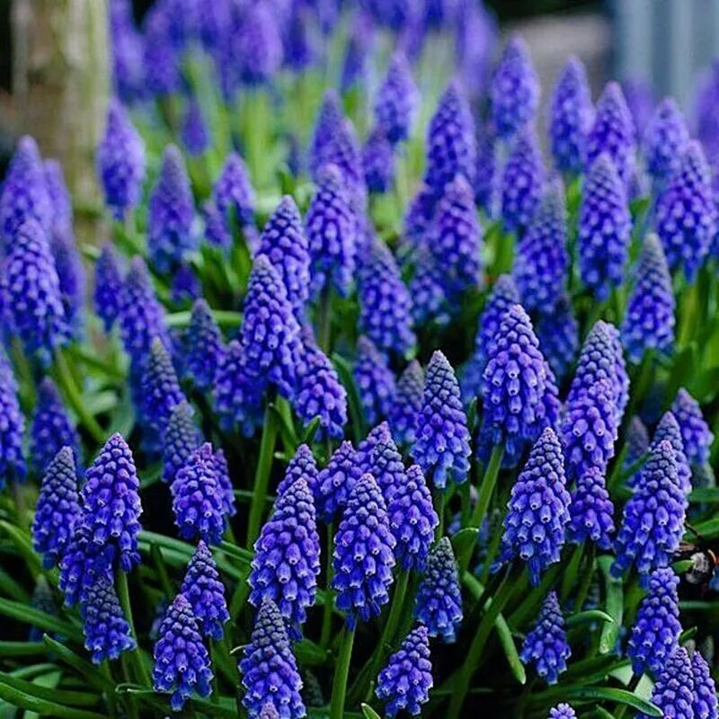 геоцем. гиацинт восточный цветок. гиацинт остара. гиацинт садовый остара. цветок горшечный гиацинт.