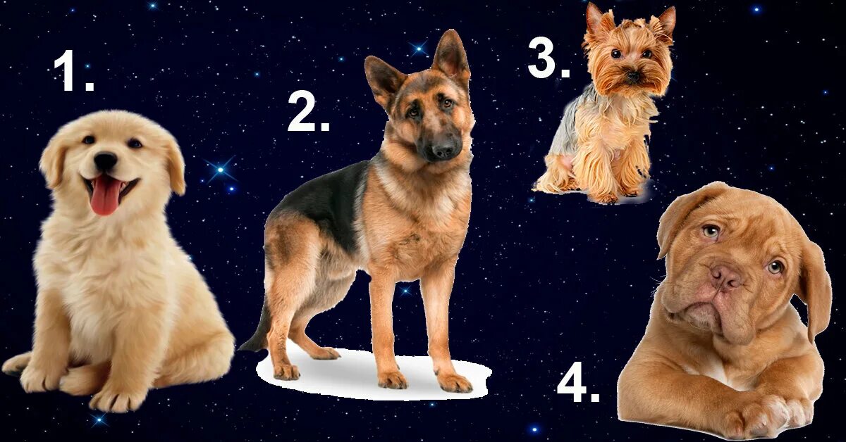 Выбери собаку и узнай кто твой друг. Как нарисовать собачку которую держат за шерстку. Тест про собак. Психологический тест выбери собаку. Тест выберите собаку.