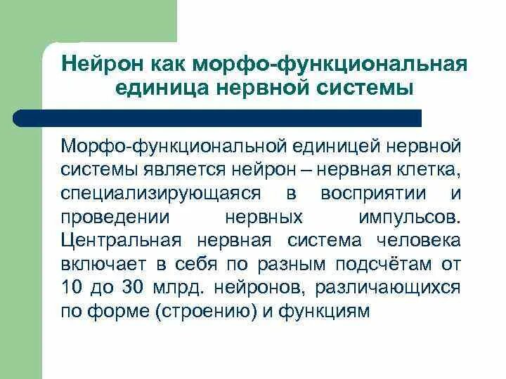 Функциональная единица нервной системы является. Функциональная единица нервной системы является