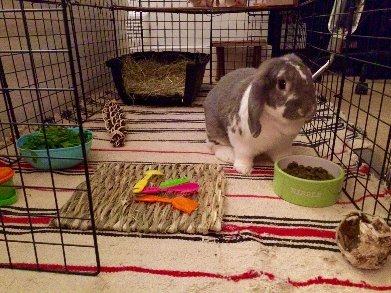Клетка для домашнего кролика. Кролик домашний в клет. Клетка для кролика декоративного. Декоративные кроликив клеьук. Держим кроликов дома