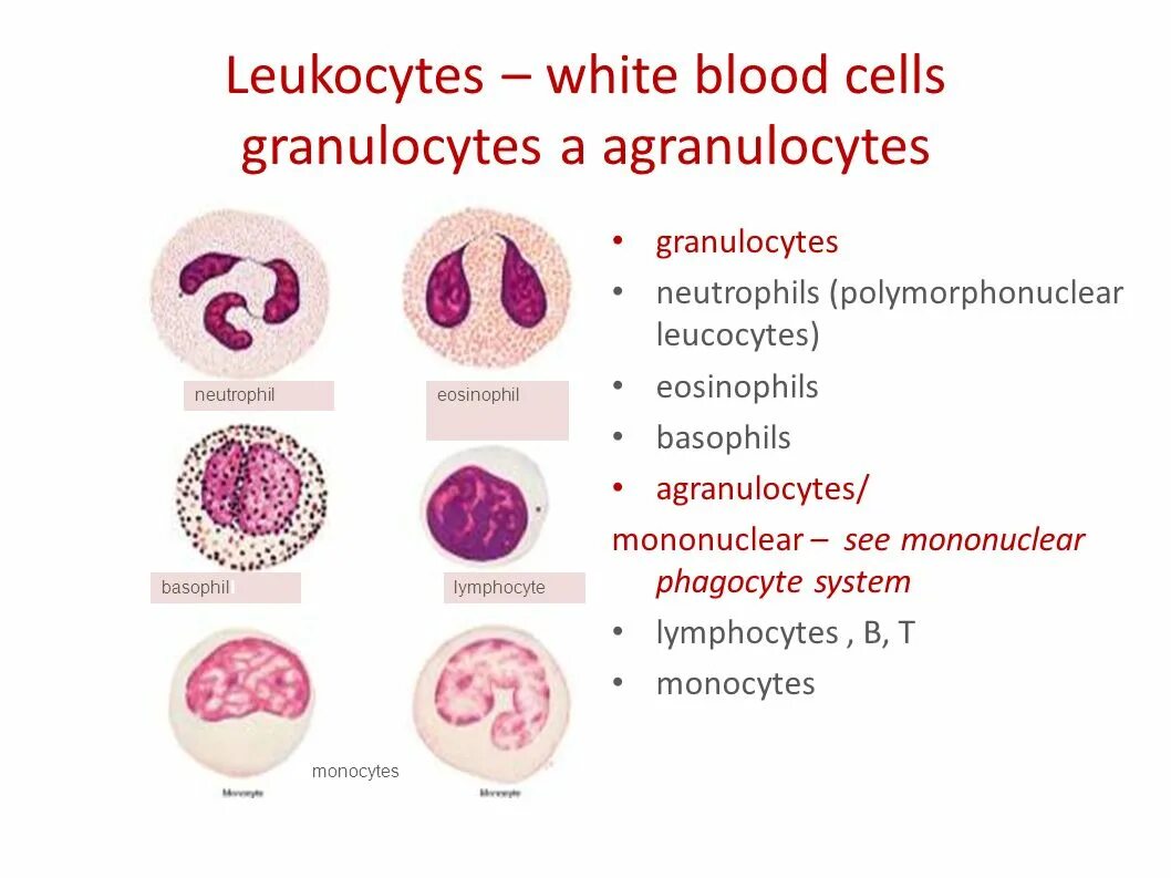 Leukocytes. White Cells leukocytes. Лейкоциты белые клетки крови. Mononuclear phagocyte System.