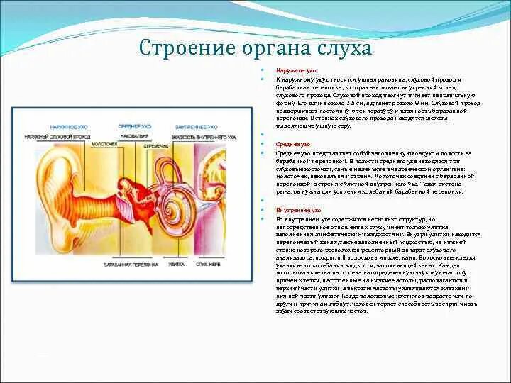 Строение органа слуха. Рецепторные клетки органа слуха. Локализация рецепторных клеток органа слуха. Работа органа слуха. Рецепторный орган слуха