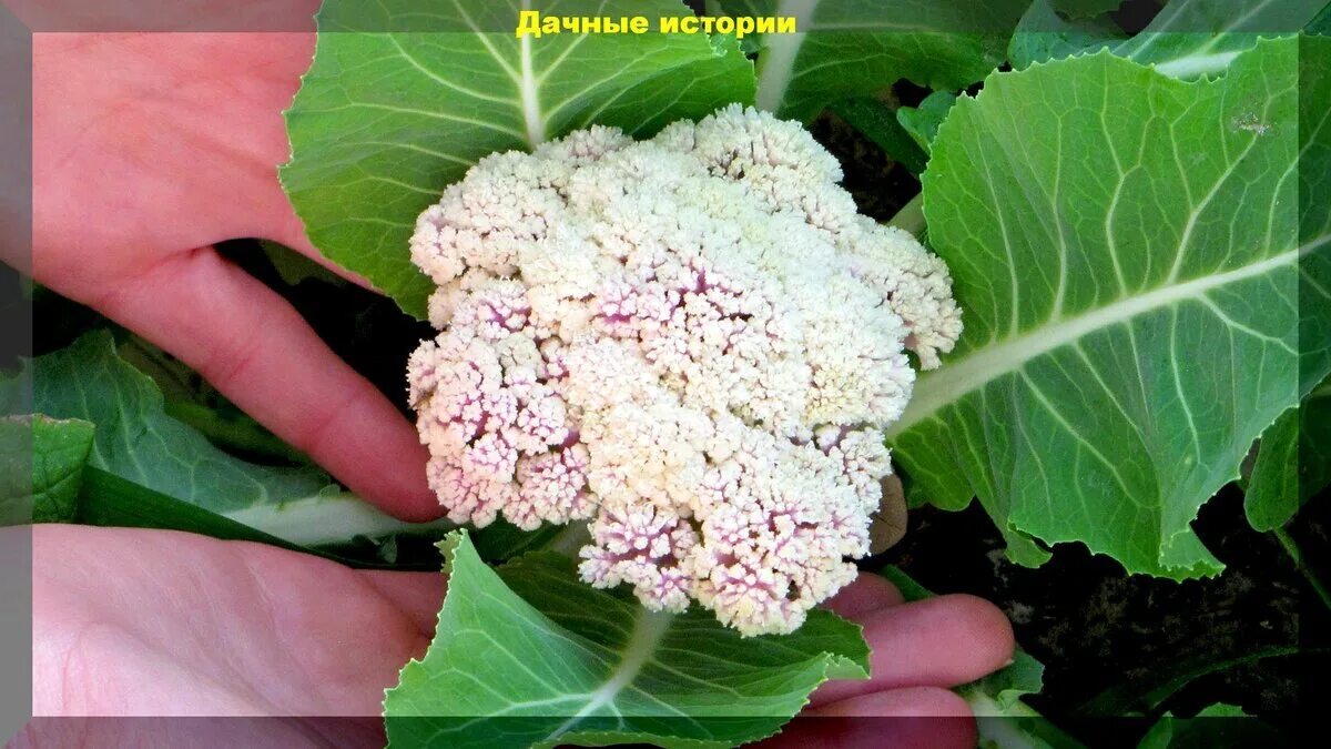 Можно ли сажать цветную капусту. Цветная капуста на даче. Цветная капуста выращивание. Вырастет цветная капуста в Алтайском крае. Нехватка микроэлементов на цветной капусте.