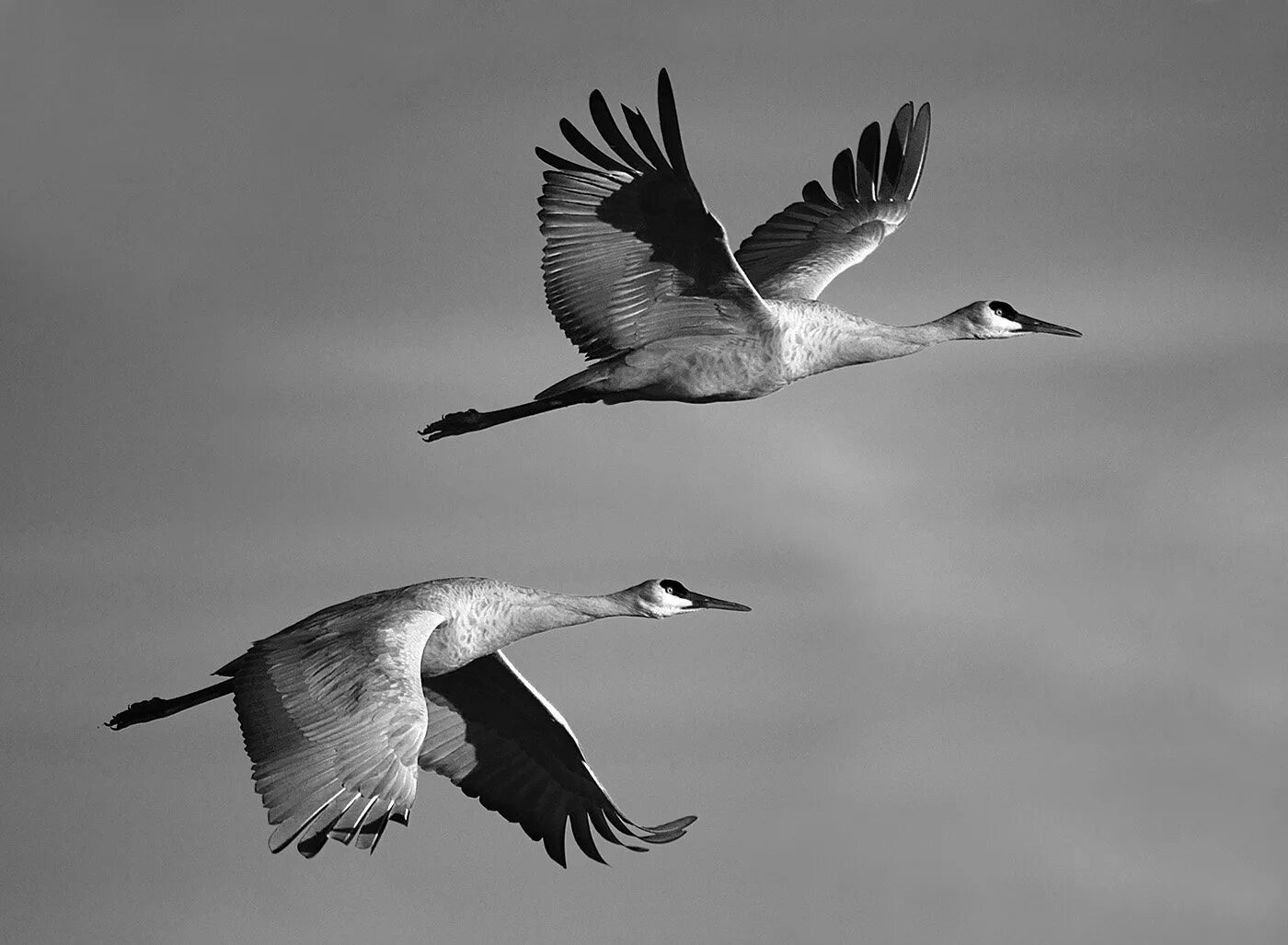 Без слов журавль. Журавль в небе. журавли улетают. летят журавли. журавли в небе гравировка.