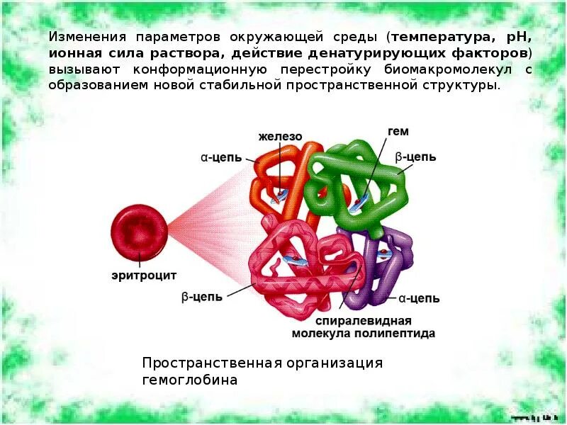 Изменение конформации. Конформации гемоглобина. Конформационные изменения гемоглобина. Конформационные изменения молекулы гемоглобина. Конформационные изменения белков.