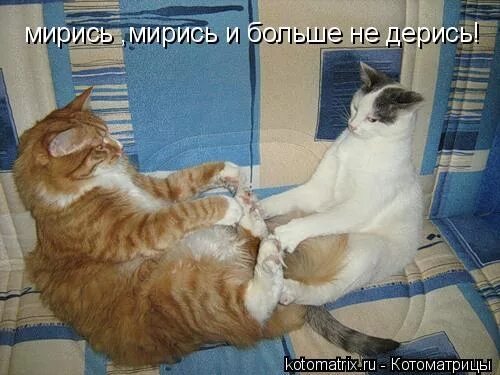 давай мириться. мириться фото. поговорка мирись мирись и больше не. помириться первым это не унижение а лучшая черта человека цитаты. 1 мирись.