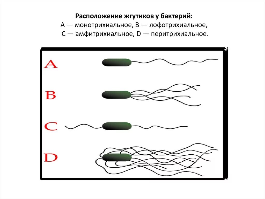 Лофотрихи. Монотрихи лофотрихи амфитрихи. Бактерии с различным расположением жгутиков. Строение жгутиков бактерий. Расположение жгутиков на микробной клетки.