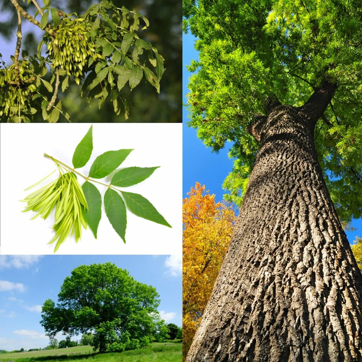 Trees can