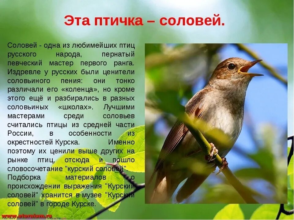 Песня соловья литература. Соловей описание. Рассказ про соловья. Сообщение о Соловье. Описание птиц.