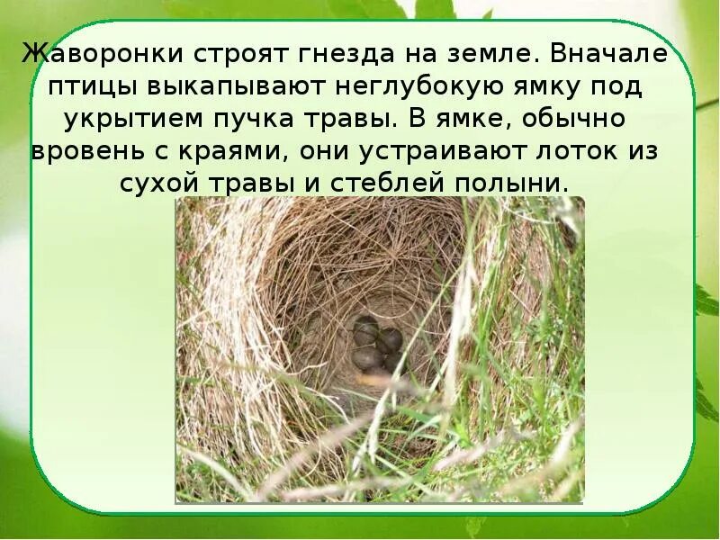 Птицы которые гнездятся на земле. Птицы которые строят гнезда в почве. Гнездо на земле. Птица строит гнездо. Где живет жаворонок