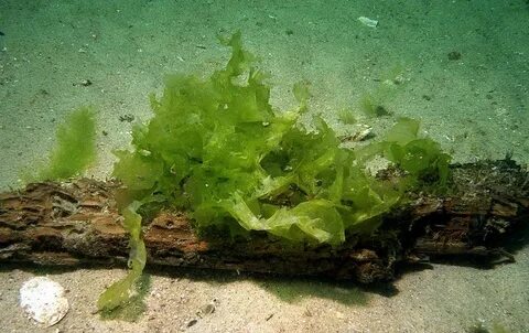 Зеленые водоросли корень