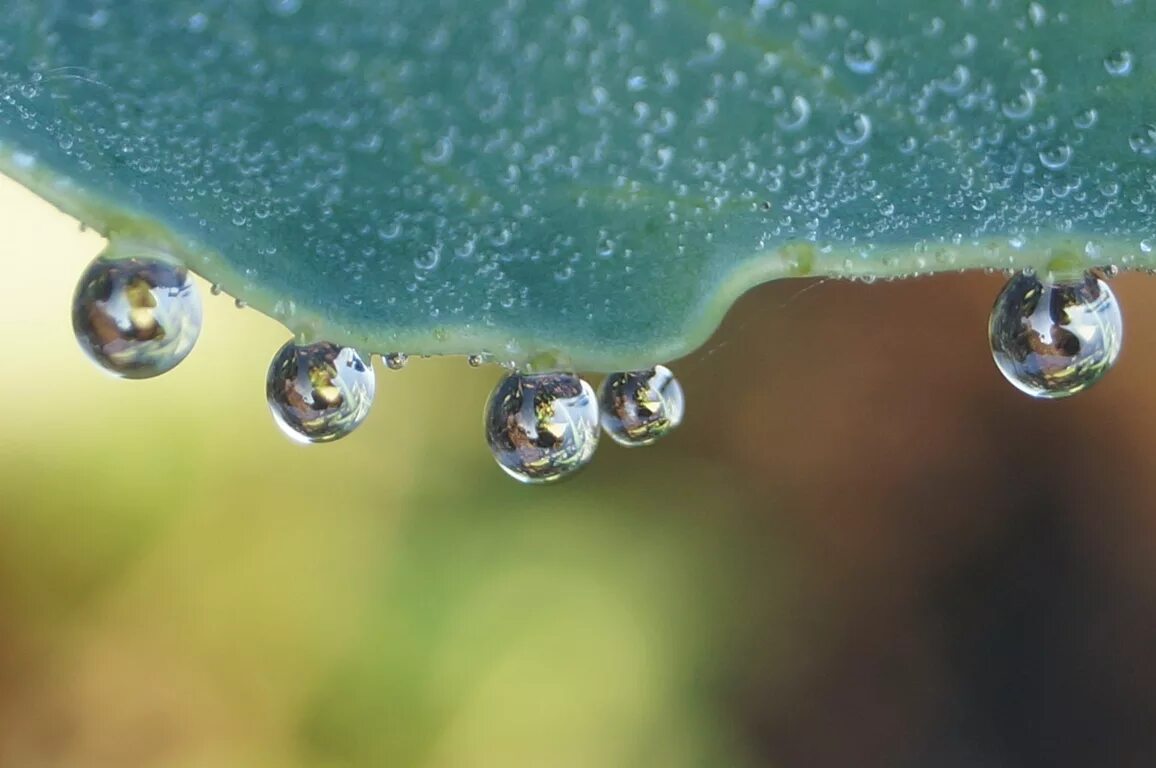 Капли. Капли воды. Капля росы. Утренняя роса. Друзья капля воды