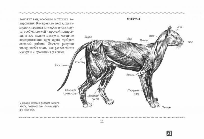 Мышцы задней конечности кошки. Анатомия кота спереди. Анатомия мышц задних конечностей кошки. Анатомия собаки мышцы и кости. Мускулатура млекопитающих