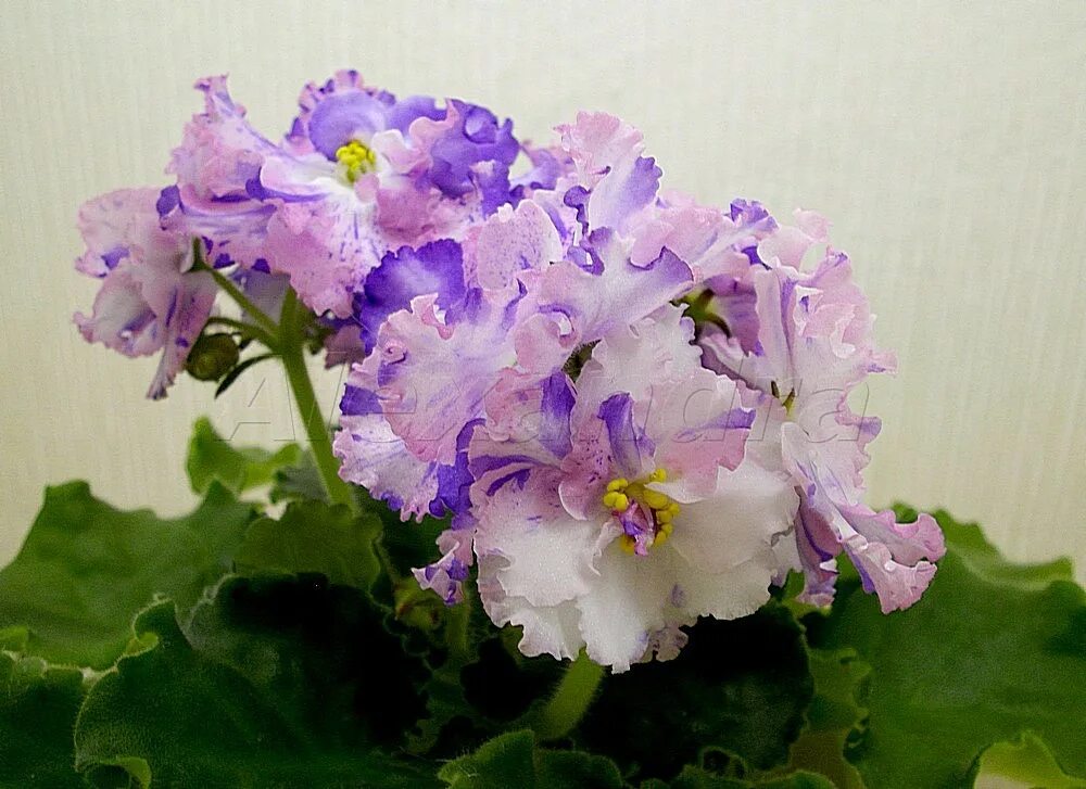 Сенполия рм новогодняя сказка. Фиалка сорт рм новогодняя сказка. Фиалка новогодняя. Сенполия рм новогодняя сказка. Фиалка новогодняя.