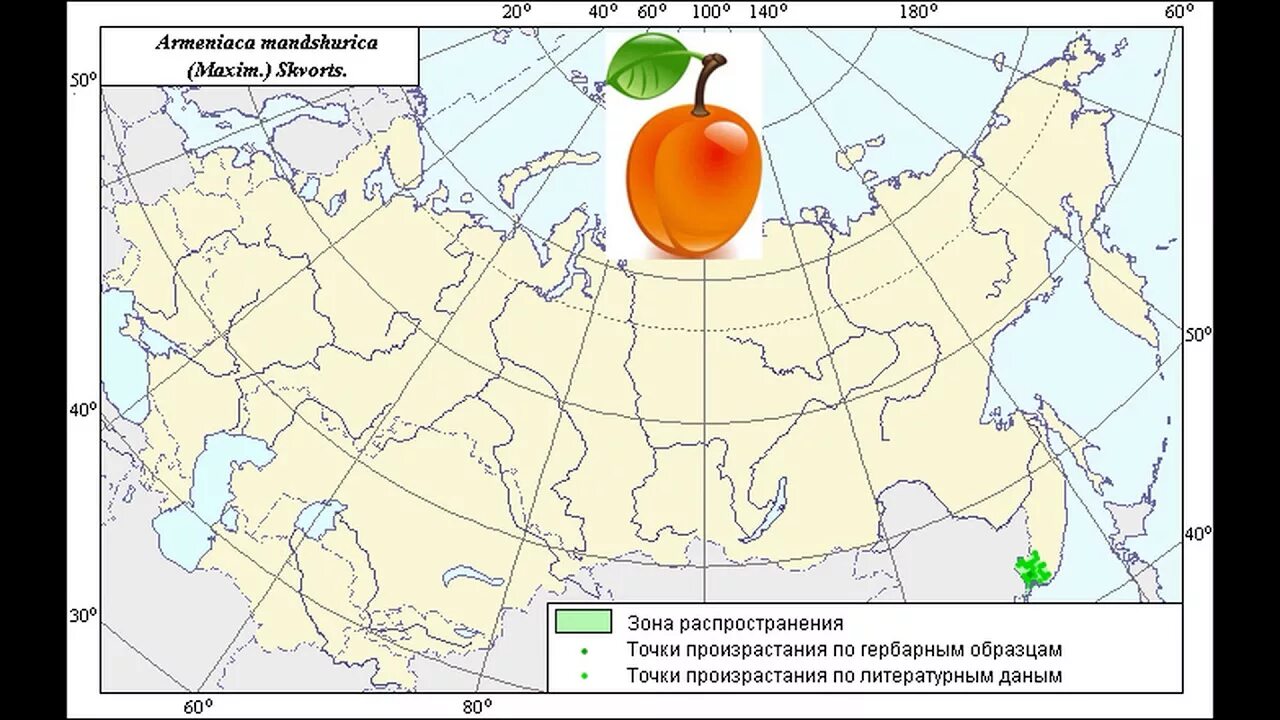 Яблоня распространение. Яблоня ареал распространения. Ареал произрастания ореха маньчжурского на карте. Маньчжурский орех ареал произрастания. Липа ареал распространения.