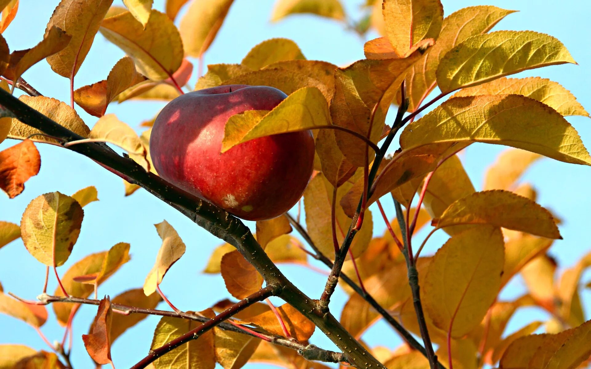 Осенью с яблони собрали яблоки желтые зеленые. Осенние яблоки. Яблоня осенью. Лист яблока. Яблоки в листве.