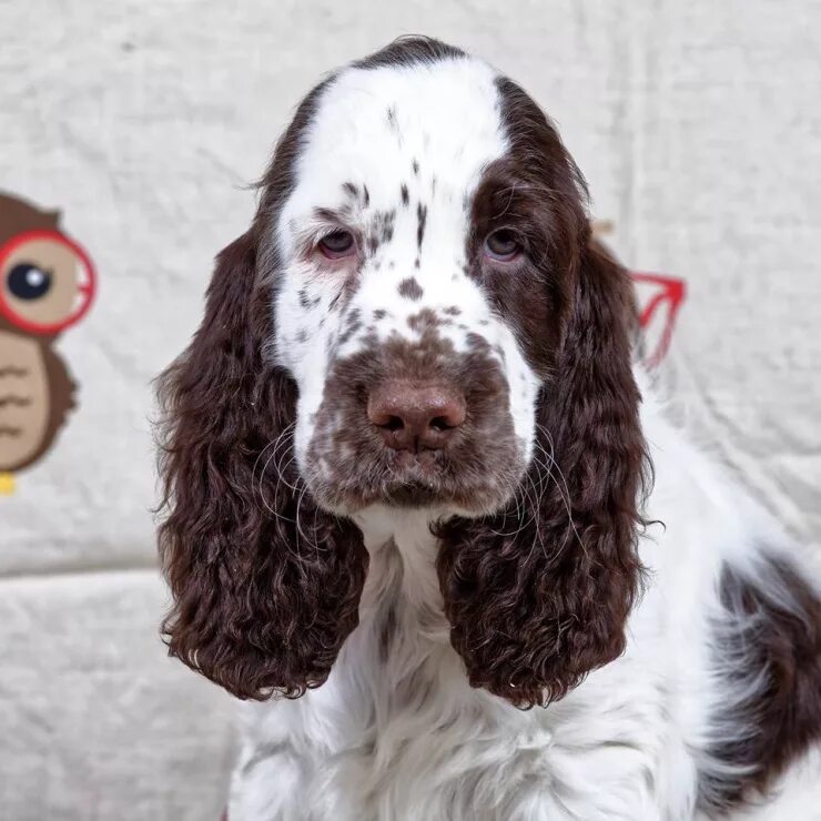 кокер спаниель пегий. русский спаниель черно пегий. русский охотничий спаниель. русский охотничий спаниель с подпалом. спаниель черный пегий.