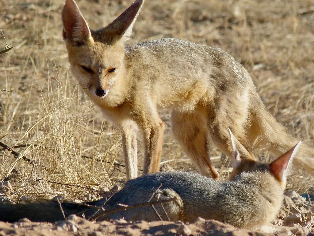 Лай африканской лисицы. Корсак, афганская лисица,. Cape fox. Большеухая лисица otocyon megalotis. Африканская лисица.