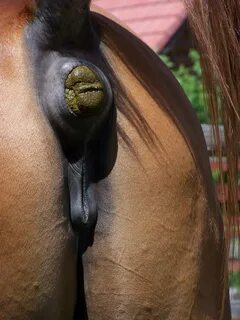 Winking Mare Pussy.